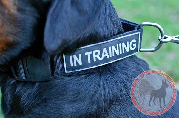 Strong Nickel D Ring of Nylon Collar