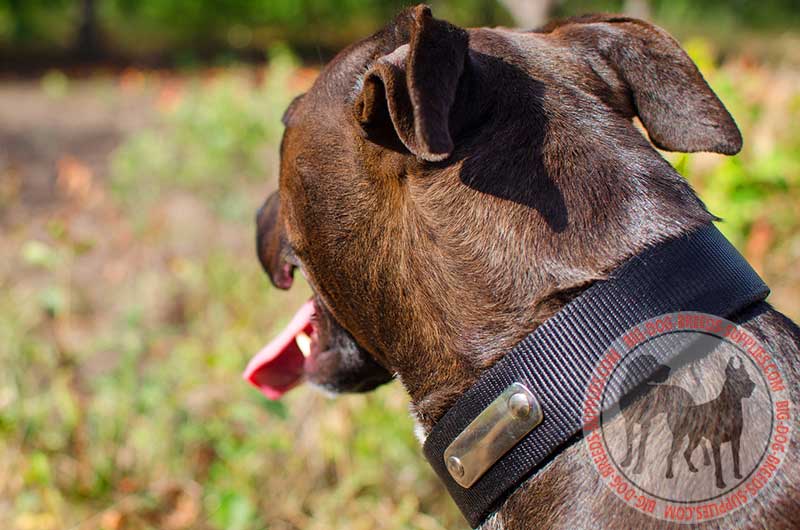Nylon Personalized Dog Collar Pitbull Breed Pet Supplies