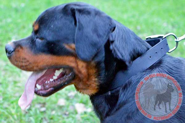 Rottweiler Nylon Collar for Dog Training, Walking