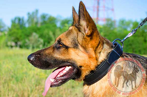 Padded German Shepherd collar leather for everyday walking