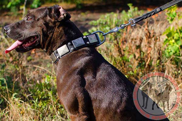 Pitbull leather collar handcrafted and riveted