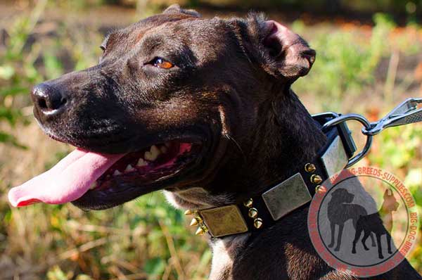 Pitbull leather collar for walking