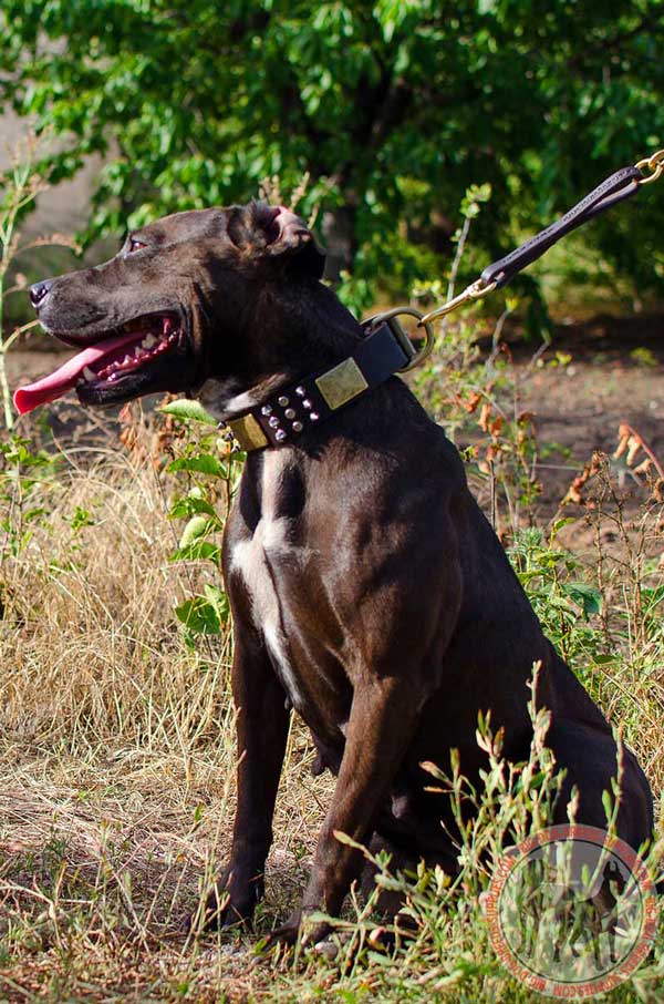 Pitbull collar with brass plates
