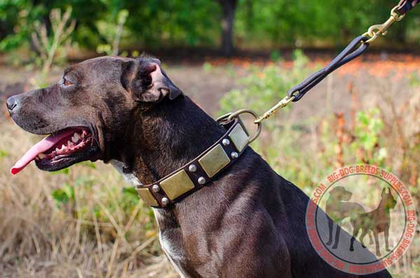 Pitbull collar with hand-set decoration