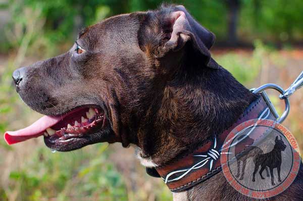 Fashion Leather Collar for Pitbulls
