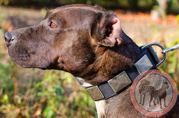 Leather Pitbull Collar with Nickel Plates