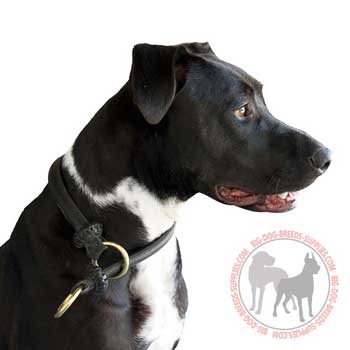 Silent choke collar for Pitbull training 