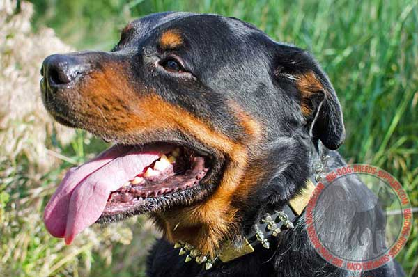 Rottweiler collar with brass plates
