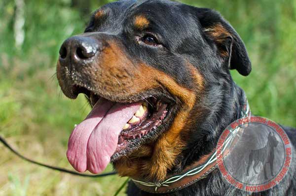 Leather Rottweiler Collar for Everyday Walks