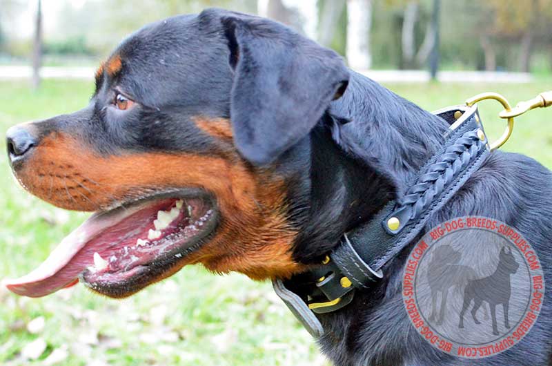 rottweiler dog collar