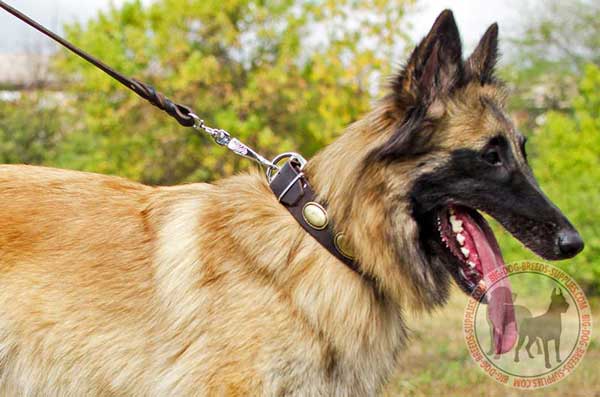 Tervuren Leather Collar for Daily Walking
