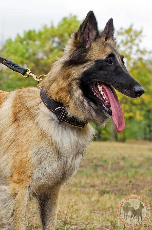 Leather Collar for Tervuren with Rust-proof Brass Buckle