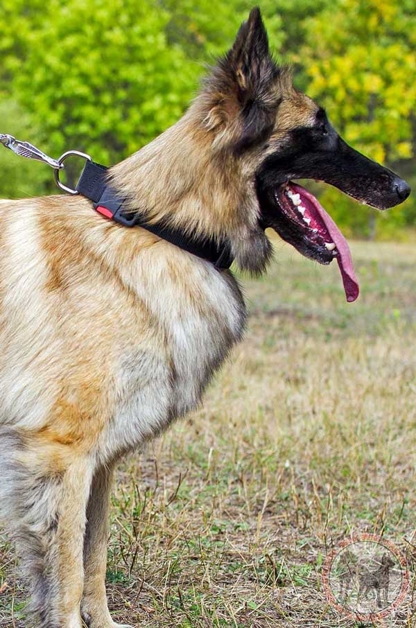 Nylon Tervuren Collar for Obedience Training