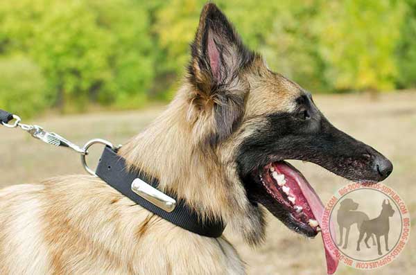 Nylon Dpg Collar for Tervuren Training and Walking