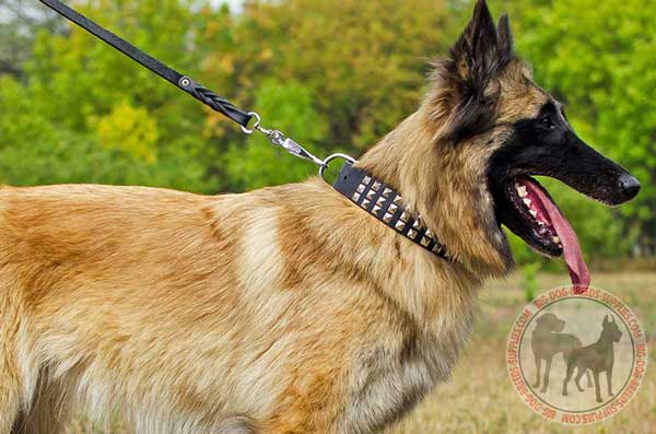 Tervuren leather collar for better handling