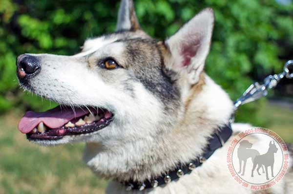 Leather West Siberian Laika Collar for Comfy Walks