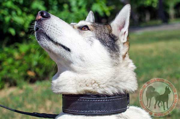 West Siberian Laika Collar with Padding