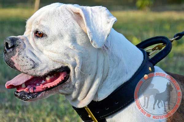 American Bulldog Collar Leather Made-to-Order