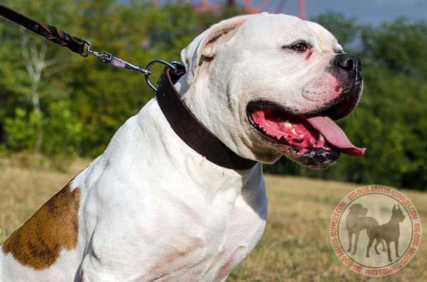 American Bulldog Collar Absolutely Comfortable