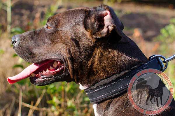 Leather Pitbull Collar Padded with Felt for Protection during Attack Work