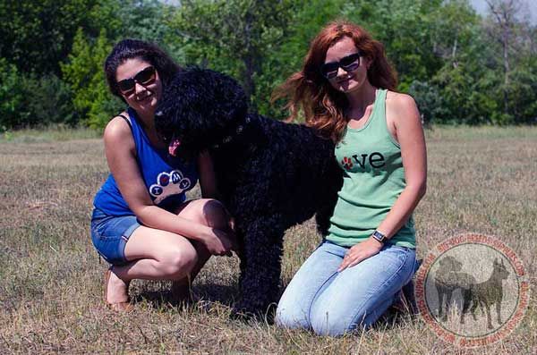 Black Russian Terrier Nylon Collar for Walking