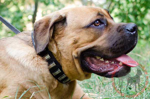 Leather Dog Collar for Cane Corso's Stylish Promenades