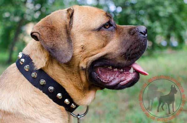 Cane Corso Nylon Collar with Pyramids