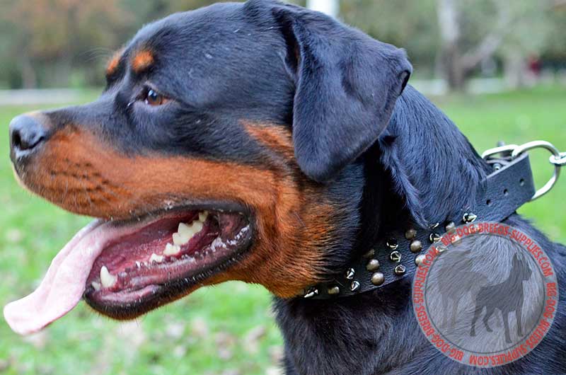 Spiked Studded Leather Collar 