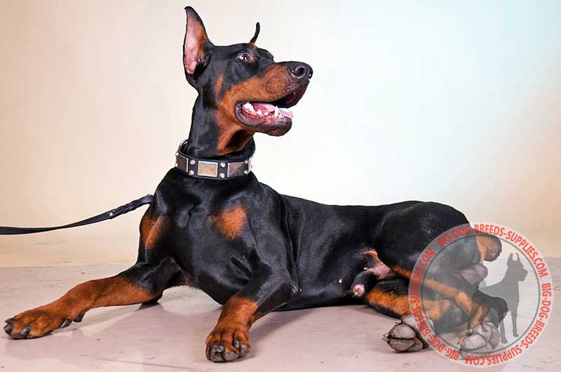 Need Designer Dog Collars? Get Today Luxury Doberman Leather Collar