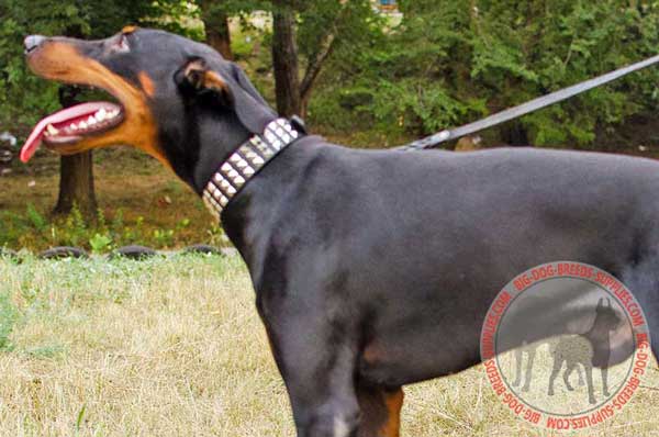 Doberman Leather Collar with Nickel Studs