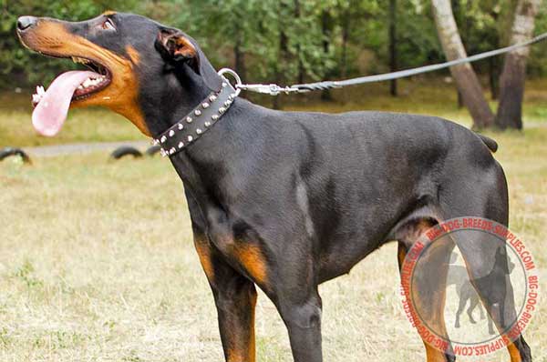 Leather Collar Doberman Collar Spiked