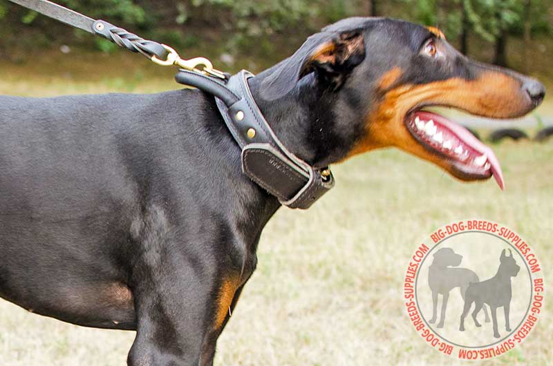 Doberman Leather Dog Collar with Handle 