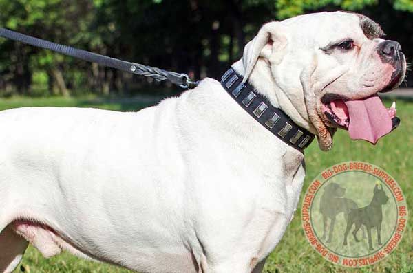 Leather Dog Collar for Walking American Bulldog