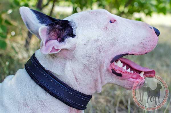 Leather Bull Terrier Collar with Inner Padding
