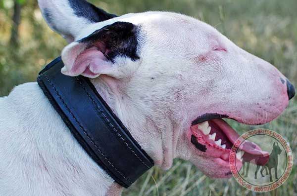Leather Bull Terrier Collar with Padded Inside