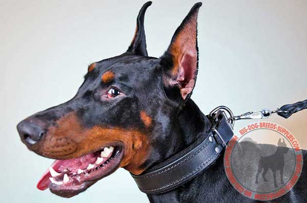 Leather Doberman Collar for Agitation Training