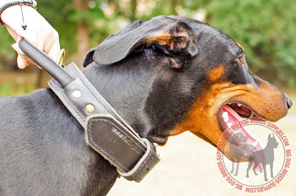Doberman Leather Dog Collar with Control Handle