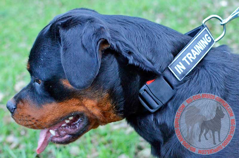 Get Nylon Rottweiler Collar, Velcro Patches