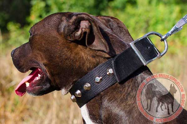 Nylon Pit Bull Collar with Pyramids