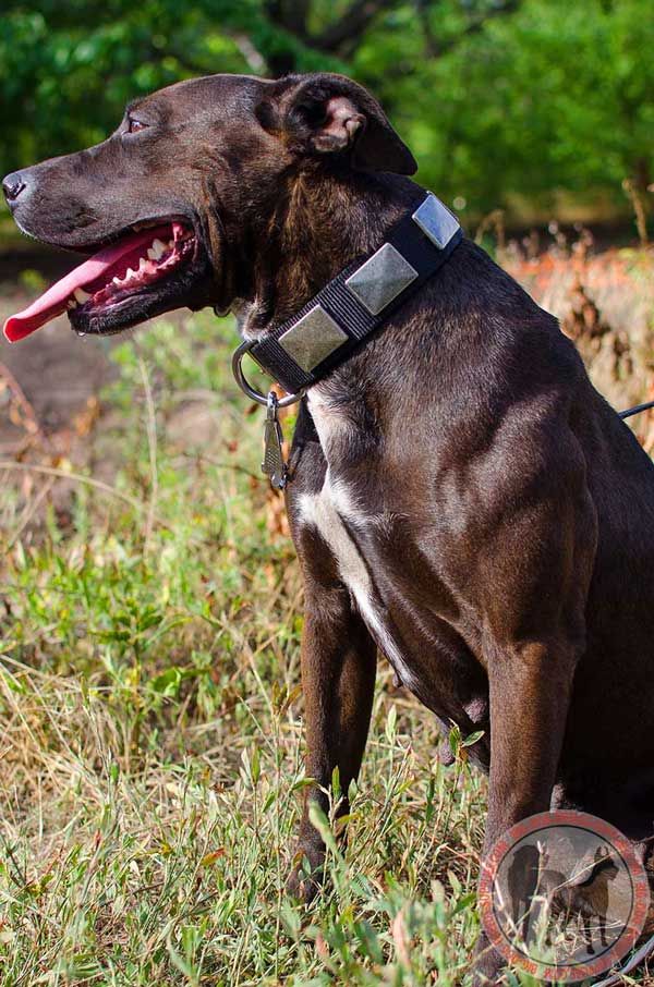 Nylon Pitbull Collar with Plates