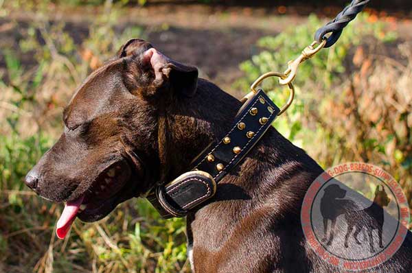 Spiked Leather Pitbull Collar