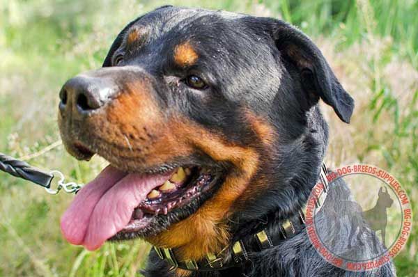 Leather Rottweiler Collar for Dog Walking