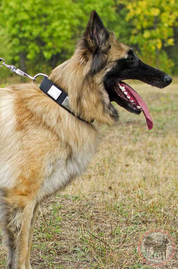 Nylon Collar for Tervuren Walking