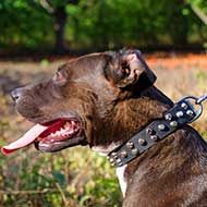 Designer Leather Pitbull Collar Studded with Pyramids
