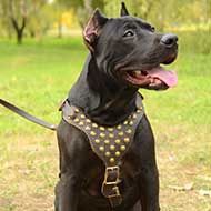 Designer Leather Pitbull Harness with Studded Chest Plate