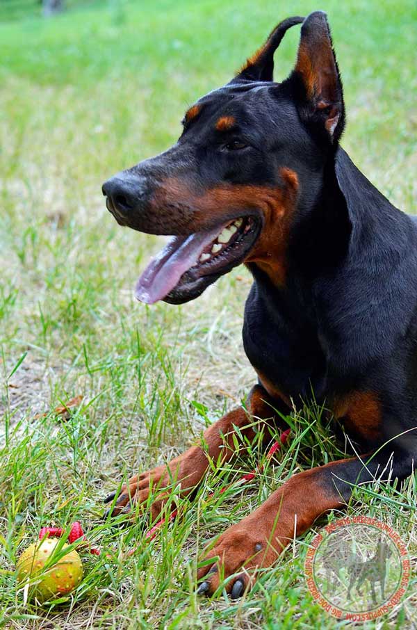 Doberman Water Ball for Playing