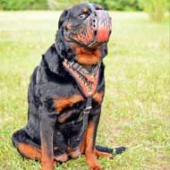 Fire Flames Painted Leather Rottweiler Harness for Agitation Training