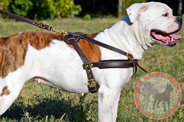 Leather Harness for American Bulldog with Comfy Felt Padding