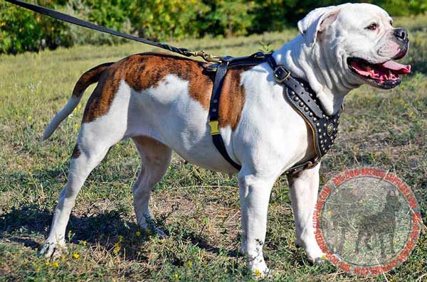 Studded American Bulldog Equipment