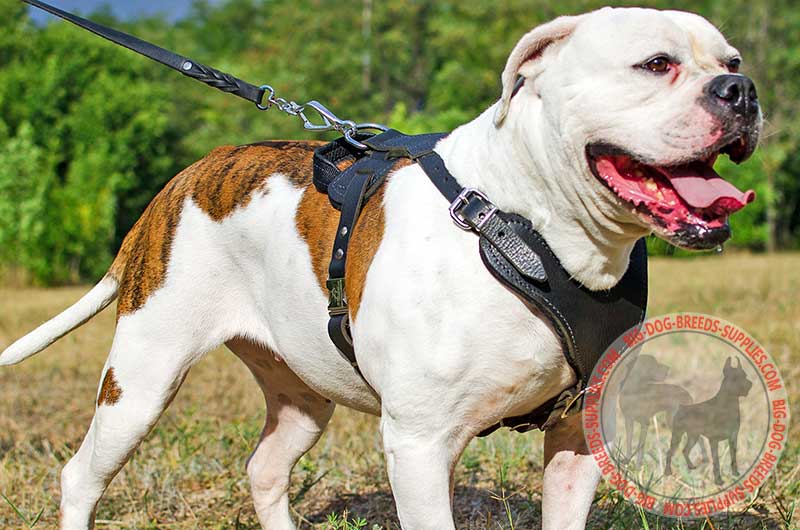 Buy Padded Leather American Bulldog Harness for Agitation